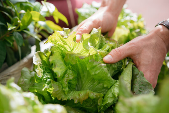Close up of a person's hands holding a large, fresh head of green lettuce. The person is checking the leaves, emphasizing organic farming and healthy eating.