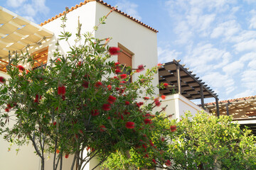 Colorful flowers bloom near a modern Mediterranean building under a bright sky in a sunny outdoor...