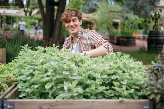 A smiling young man with curly hair is tending to plants in a raised garden bed. He enjoys spending time outdoors gardening on a beautiful day.