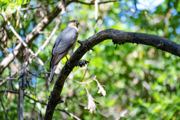 The male sparrowhawk or Eurasian sparrowhawk (Accipiter nisus) holds the prey with his foot while sitting on a tree branch and looks at the camera.