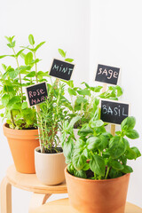 Herb garden featuring mint, basil, sage, and rosemary in terracotta pots against a bright background