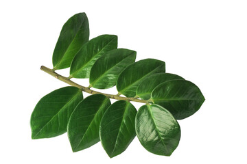 Bright green leaves on a stem arranged neatly against a white background