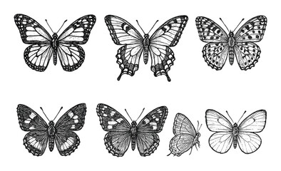 Butterfly Icon Sketches