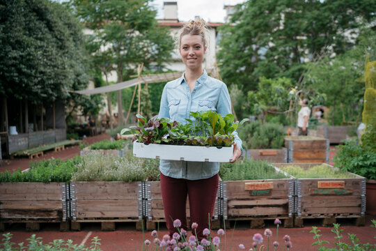 Young woman holds a tray of vegetable seedlings in an urban garden. She is smiling and ready to plant. This garden features raised beds for growing produce.