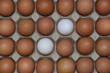 eggs in carton with white shell egg variation