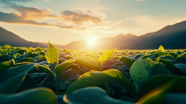 Agricultural landscape with tobacco plantation at sunset