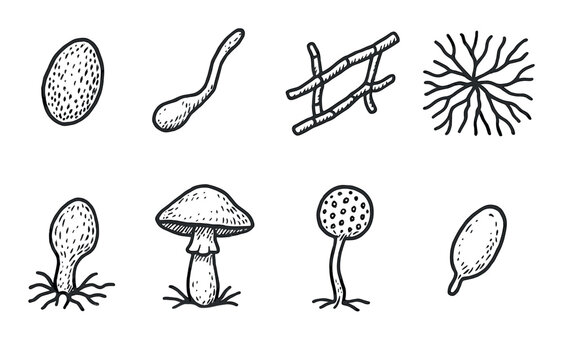 Fungal Life Cycle Icons