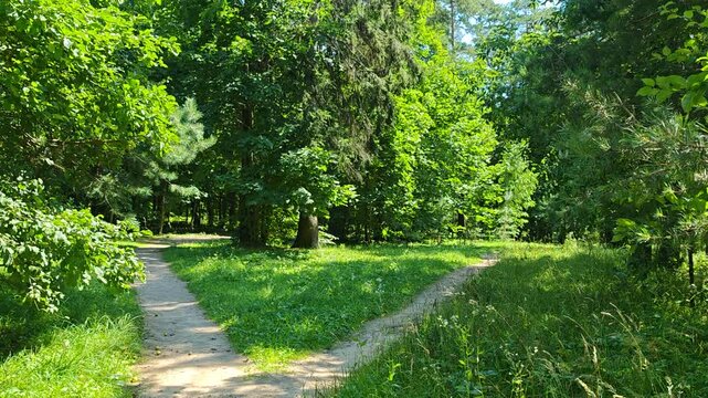 In the city park, the dirt path bifurcates.  Maple, birch, pine and other trees grow nearby. Next to the path are grassy lawns with meadow flowers. The wind sways the branches. Sunny summer weather