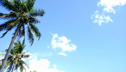 Fototapeta premium Palm tree sidebar on the tropical summer beach with blue sky and sea and white clouds abstract background. Copy space of summer vacation and business travel concept. Pastel colors style.