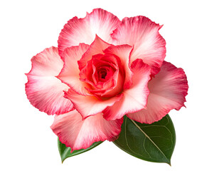 Fototapeta premium desert rose flower with pink and white petals and green leaves on isolated background for botanical decoration and floral design 