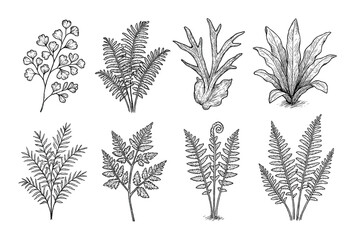 Hand-Drawn Fern Icons