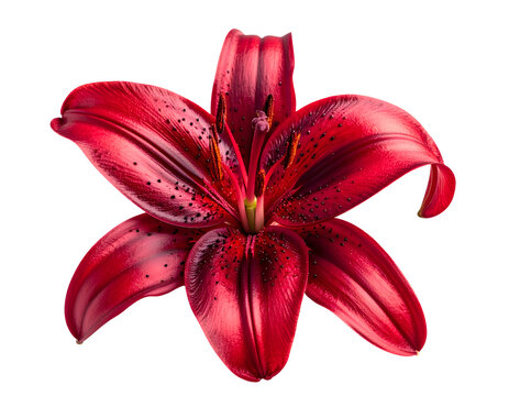 red lily flower with realistic texture and pollen details on isolated background for floral design and botanical elements
- Powered by Adobe