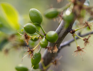A tree with green fruit on it