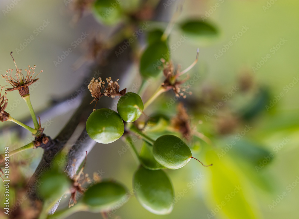 Canvas Prints a tree branch with green fruit on it
