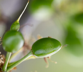 A green fruit with a stem is shown