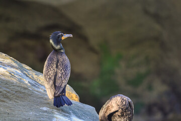 2025-03-22 A LONE CORMORANT SITTING ON A ROCK LOOKING OUT WITH NICE FEATHERS AND A SOFT BACKGROUND IN LA JOLLA CALIFORNIA NEAR SAN DIEGO