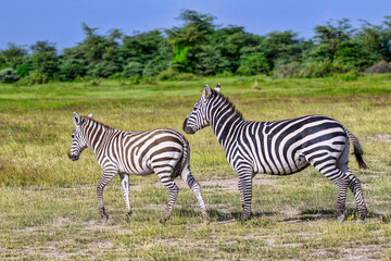 2025-01-07 A MARE AND A FOAL ZEBRA WALKING ACROSS THE OPEN GRASSLANDS IN AMBOESLI NATIONAL RESERVE IN KENYA