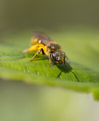 A yellow and brown bee is on a leaf