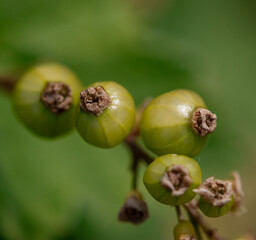 A cluster of green berries with brown spots