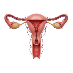 Female reproductive system isolated on a transparent background, ideal for educational, scientific, and healthcare-related designs