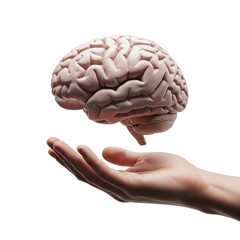 A detailed human brain floating above an open hand, isolated on a transparent background, ideal for medical illustrations, scientific presentations, and educational content