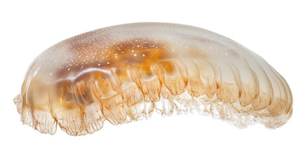 Arctic comb jelly, Transparent background, PNG file