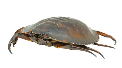 Atlantic horseshoe crab Transparent background, PNG file