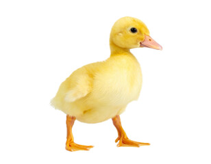 Baby duck isolated on transparent background