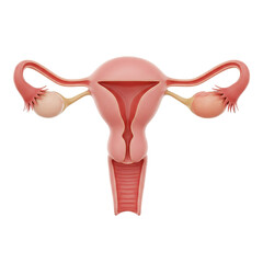 Female reproductive system isolated on a transparent background, ideal for educational, scientific, and healthcare-related designs
