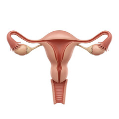 Female reproductive system isolated on a transparent background, ideal for educational, scientific, and healthcare-related designs