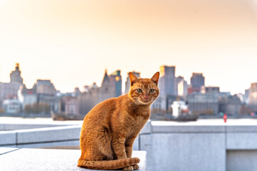 Homeless cat with sunset Shanghai cityscape, Shanghai, China