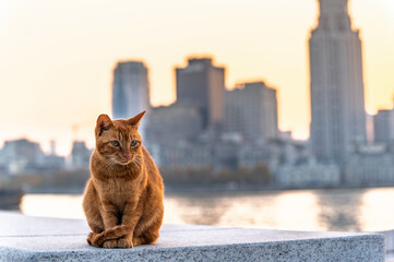 Homeless cat with sunset Shanghai cityscape, Shanghai, China