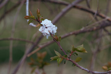 Close-up of delicate white spring blossoms blooming on a tree branch with fresh green leaves and blurred natural background.