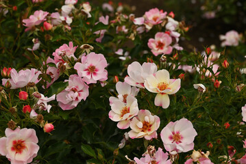 ピンク色のバラ