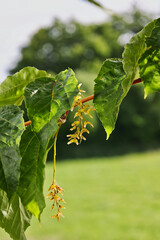 seed panicle and leaves on twig of a red barked Moosewood Maple - close-up -  acer pensylvanicum...