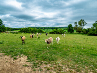 Obraz premium Junge Schafe grasen auf einer Weide