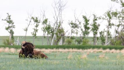 A lone buffalo grazes peacefully in the wide open fields of Colorado’s rugged plains