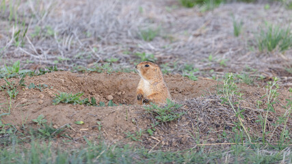 This curious Colorado native surveys the prairie from its burrow entrance