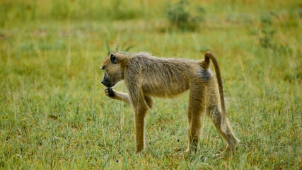 yellow baboon