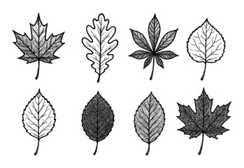 Obraz premium Autumn Leaves Sketch Art
