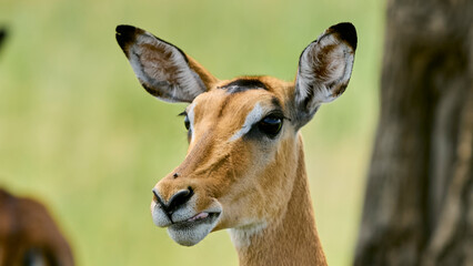 antelope