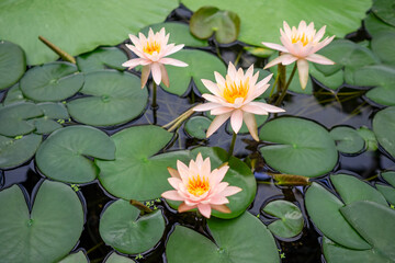 Water lily with delicate pink petals and vibrant yellow center floating on calm pond surrounded by large green leaves