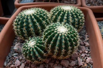 Globe-shaped Echinocactus grusonii with ribbed green body and dense clusters of golden spines in a clay pot, thriving in sunny environment