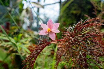 Begonia bipinnatifida features intricately dissected foliageand small pink bloom. Thrives in tropical climates and humid environments like terrariums, indoor gardens and botanical displays.