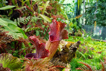 Pitcher insectivorous Plant (Sarracenia purpurea subsp. venosa) native to swampy bogs of the southeastern US. Close up