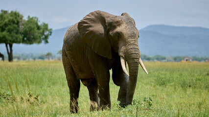 elephant
