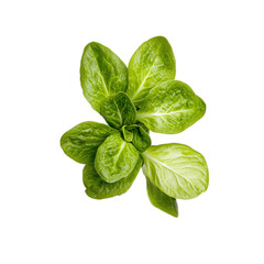 Fototapeta premium Fresh green mache salad leaves, isolated on transparent background, png