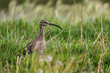 Courlis corlieu (Numenius phaeopus - Eurasian Whimbrel)