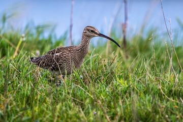 Courlis corlieu (Numenius phaeopus - Eurasian Whimbrel)