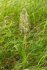 Himantoglossum hircinium Bocksriemenzunge